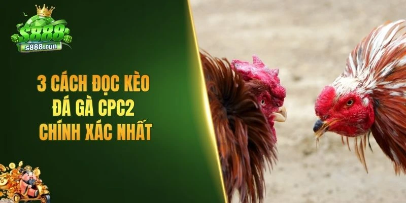 3 cách đọc kèo đá gà CPC2 chính xác nhất