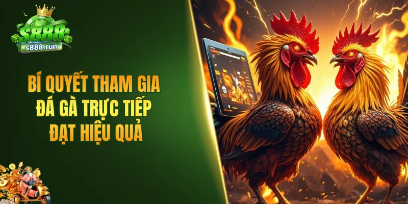 Bí quyết tham gia đá gà trực tiếp đạt hiệu quả