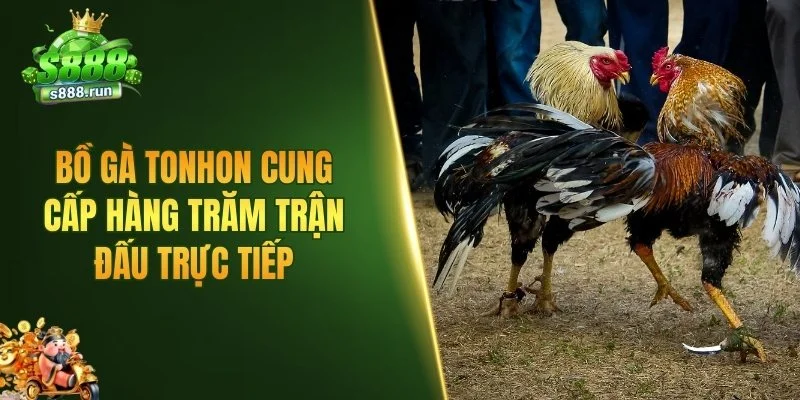 Bồ gà Tonhon cung cấp hàng trăm trận đấu trực tiếp