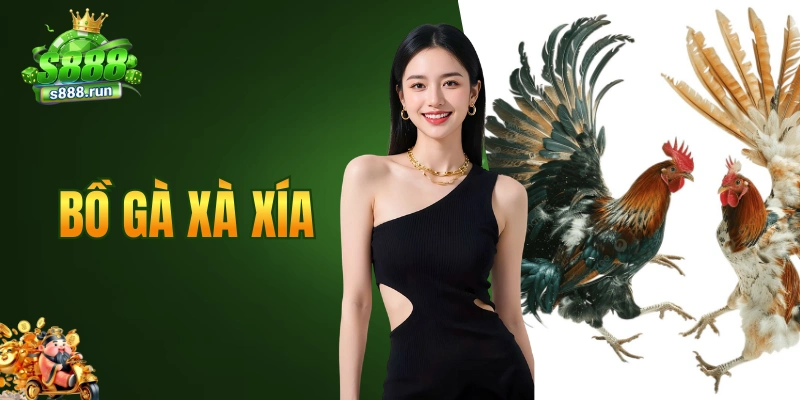bồ gà Xà Xía
