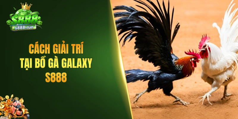 Cách bắt đầu giải trí tại bồ gà Galaxy tại S888