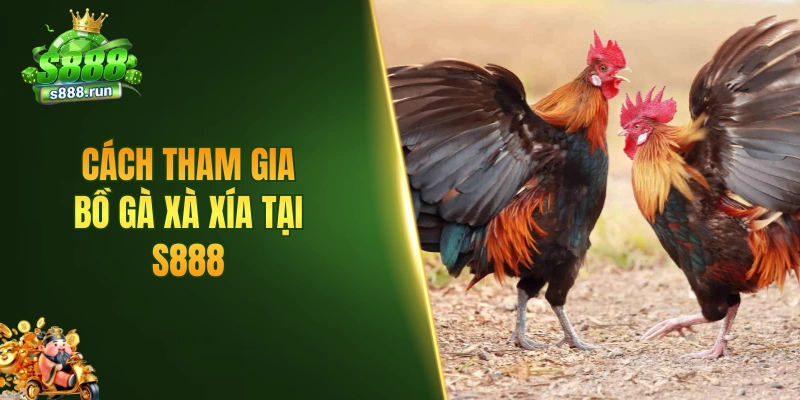 Cách tham gia bồ gà Xà Xía cực hấp dẫn tại S888