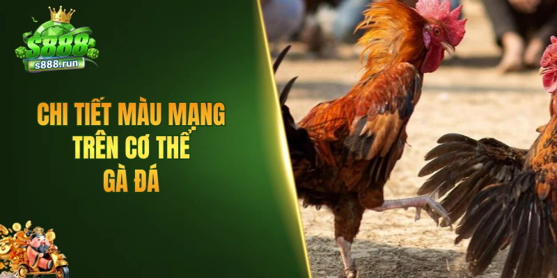 Chi tiết màu mạng trên cơ thể gà đá