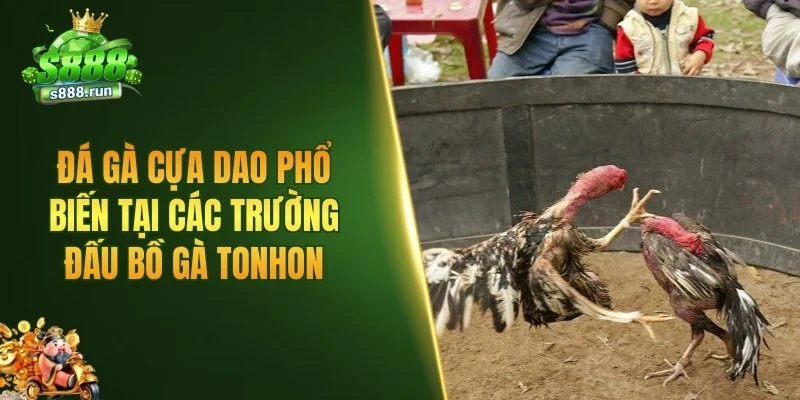 Đá gà cựa dao phổ biến tại các trường đấu bồ gà Tonhon