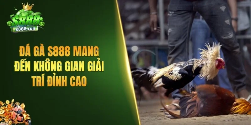 Đá gà S888 mang đến không gian giải trí đỉnh cao