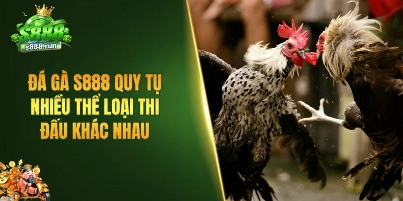 Đá gà S888 quy tụ nhiều thể loại thi đấu khác nhau