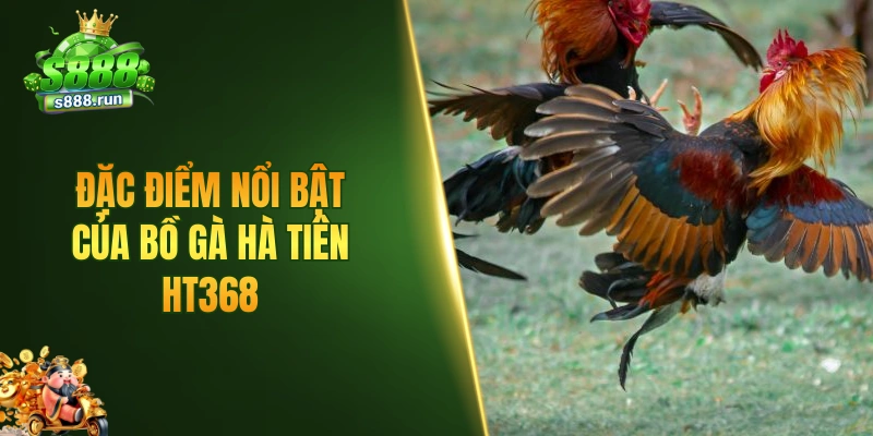 Đặc điểm nổi bật của bồ gà Hà Tiên HT368
