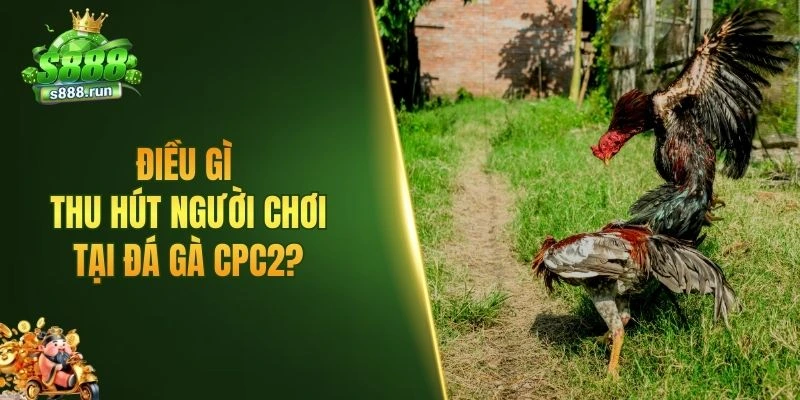 Điều gì thu hút người chơi tại đá gà CPC2?