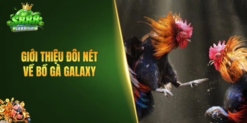 Giới thiệu đôi nét về bồ gà Galaxy