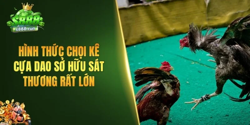 Hình thức chọi kê cựa dao sở hữu sát thương rất lớn