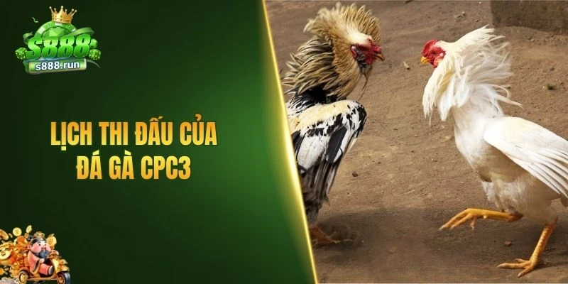 Lịch thi đấu của đá gà CPC3