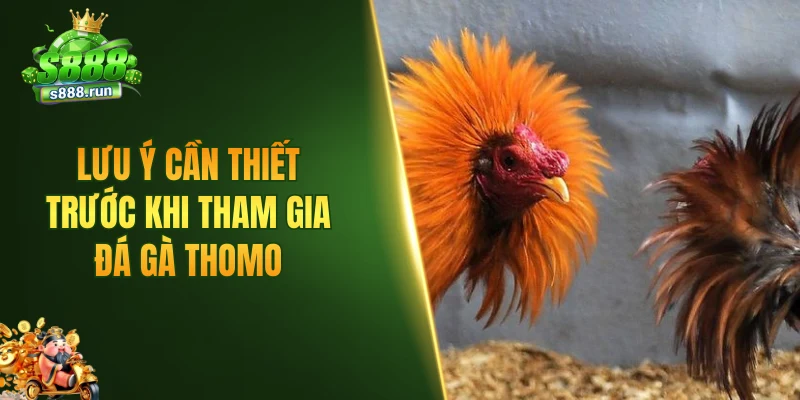 Lưu ý cần thiết trước khi tham gia đá gà thomo