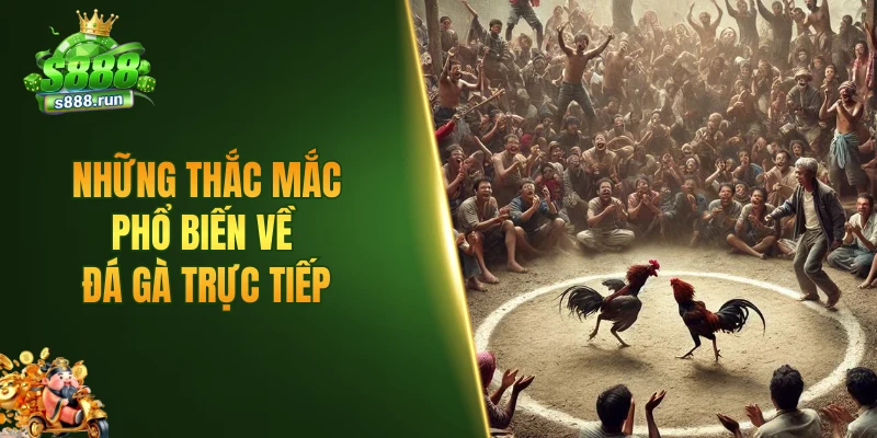 Những thắc mắc phổ biến về đá gà trực tiếp