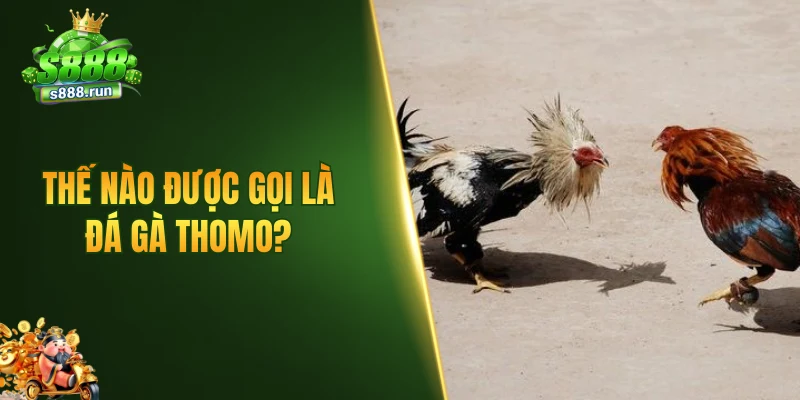 Thế nào được gọi là đá gà thomo?