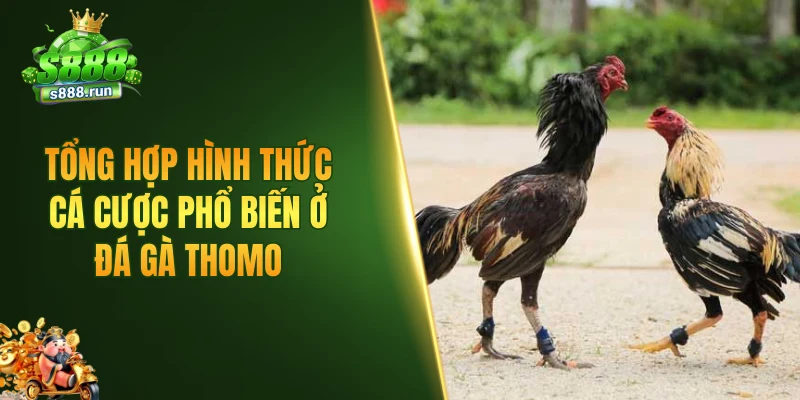 Tổng hợp hình thức cá cược phổ biến ở đá gà thomo