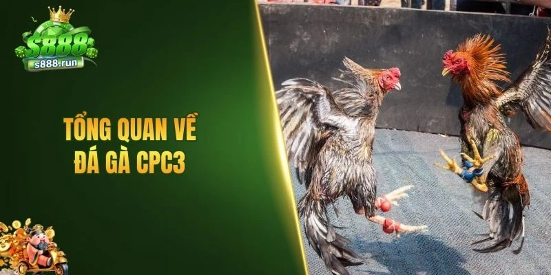 Tổng quan về đá gà CPC3